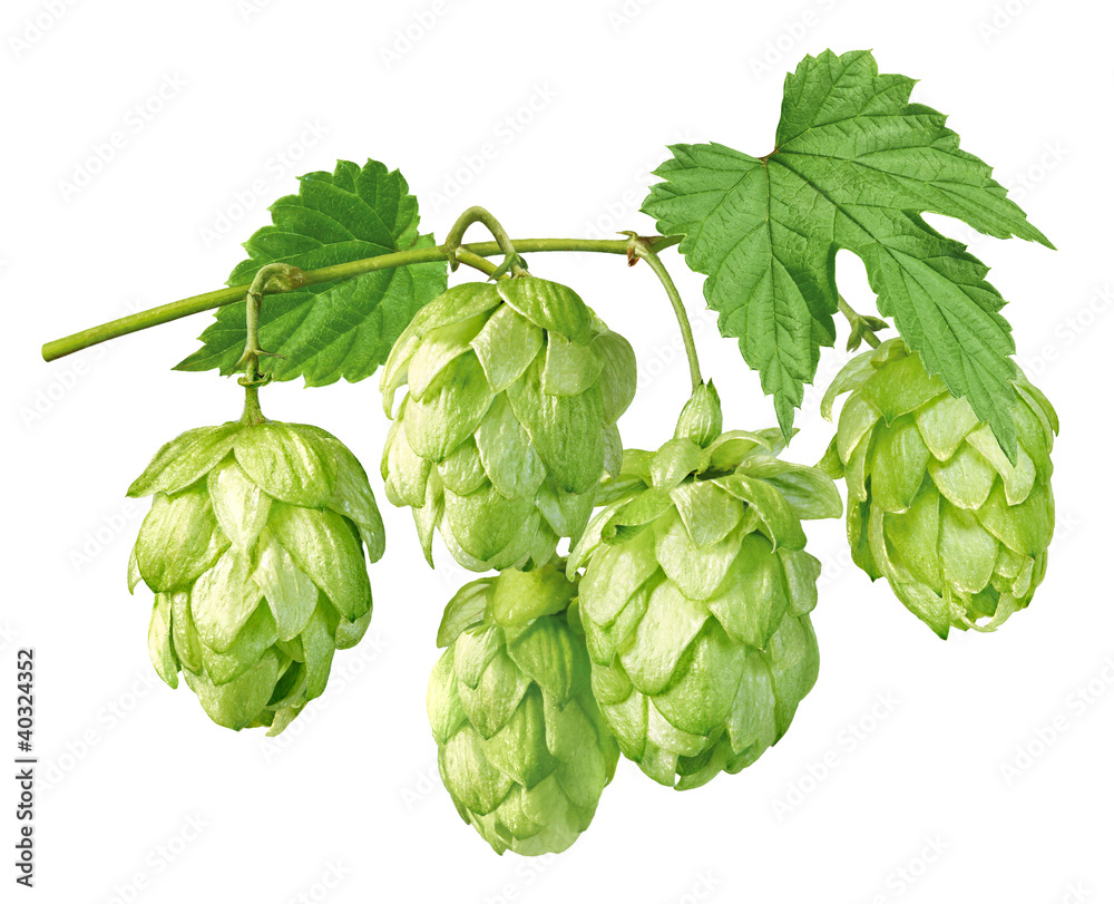 Hopfen Stock Illustration | Adobe Stock