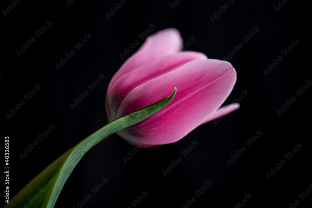Dark Pink Tulip (focus on leaf)