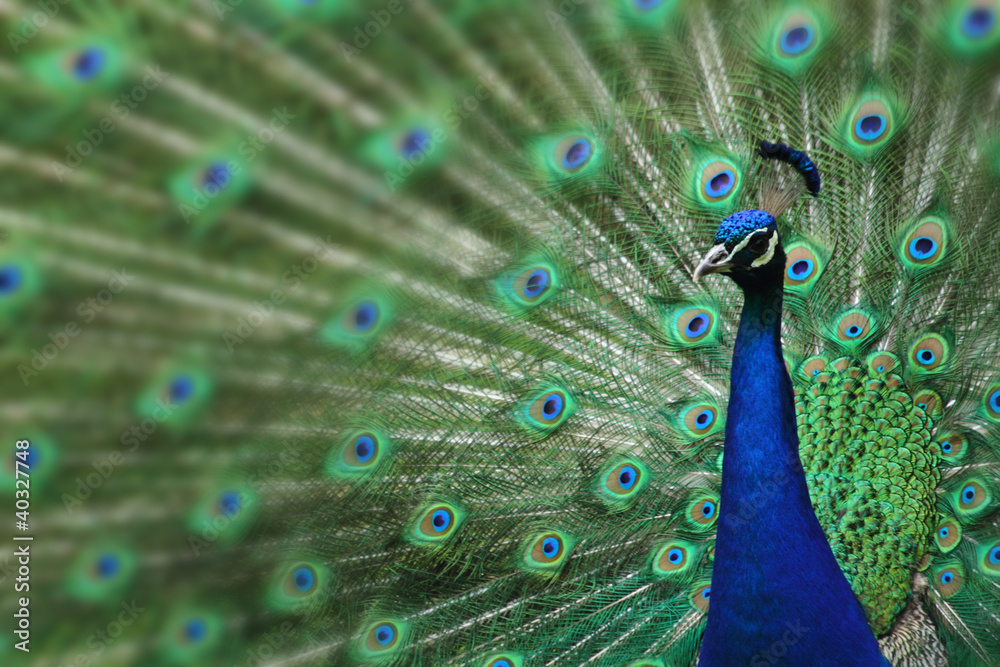 Fototapeta premium peacock with nice feathers