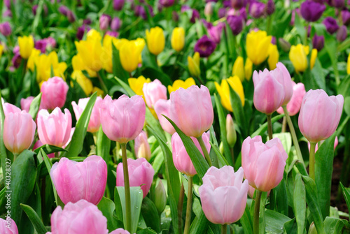 Fototapeta Naklejka Na Ścianę i Meble -  Beautiful spring tulip flowers.