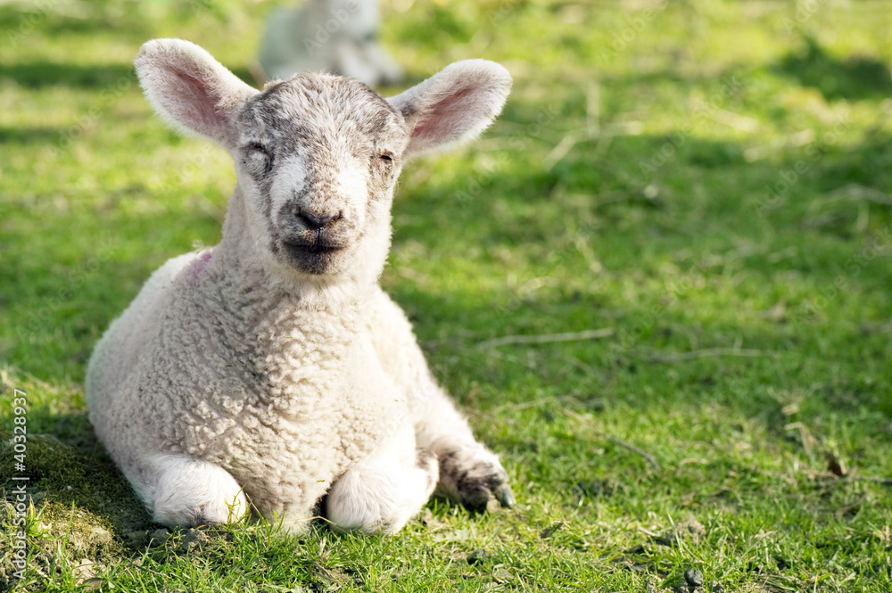 Adorable lamb