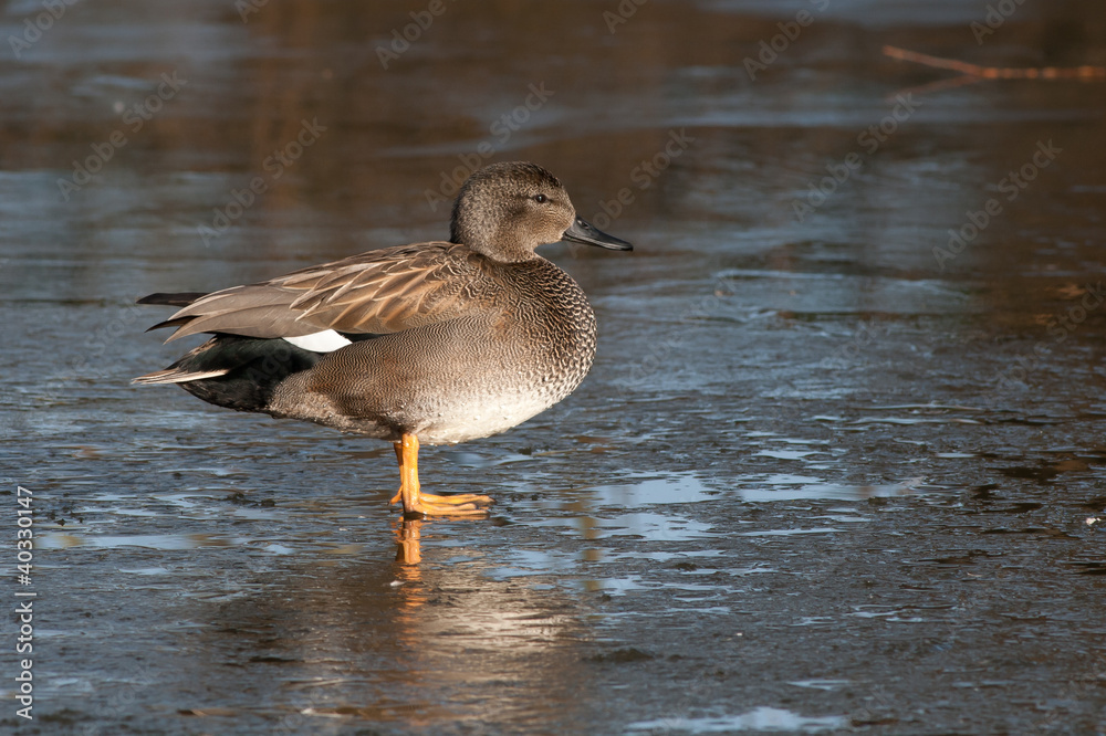 Gadwall (Anas strepera) standing on ice Gadwall (Anas strepera) standing on ice