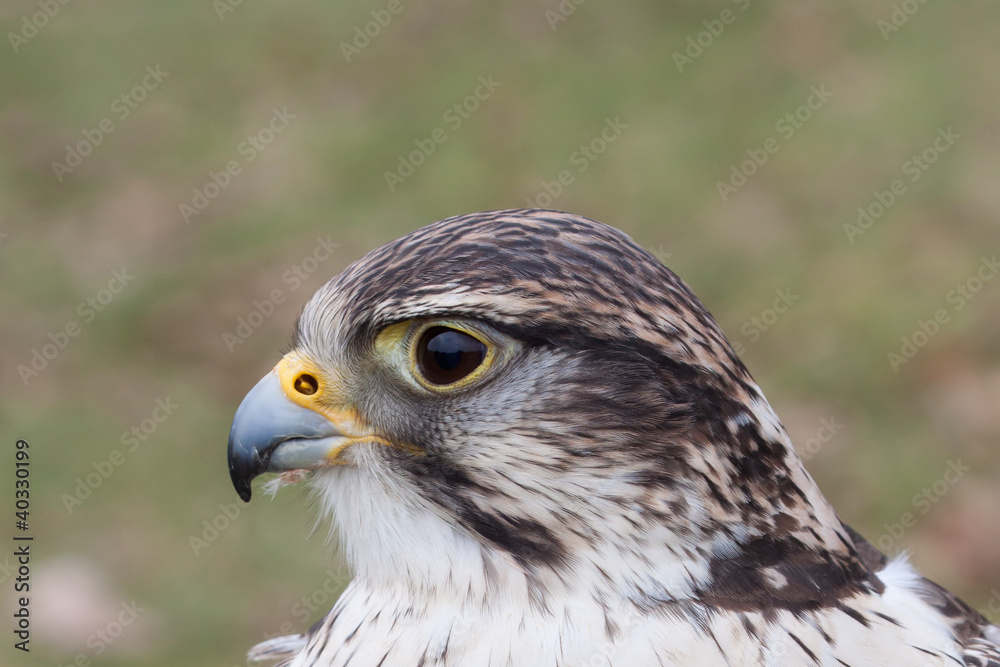 Peregrine Falcon Portrait Peregrine Falcon Portrait