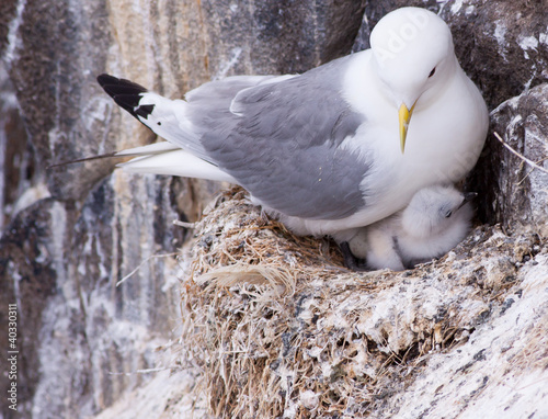 Kittiwake on a nest with a chick and egg