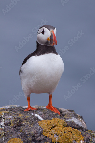 Puffin (Fratercula arctica) standing on a rock