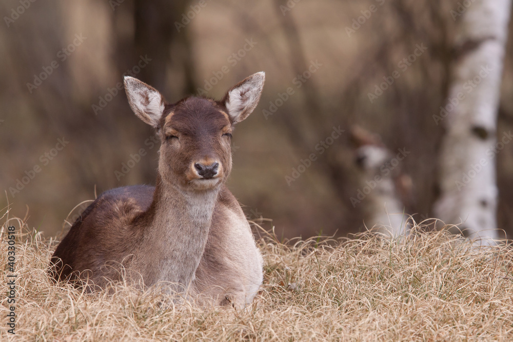 Fototapeta premium A fallow-deer is resting in the grass