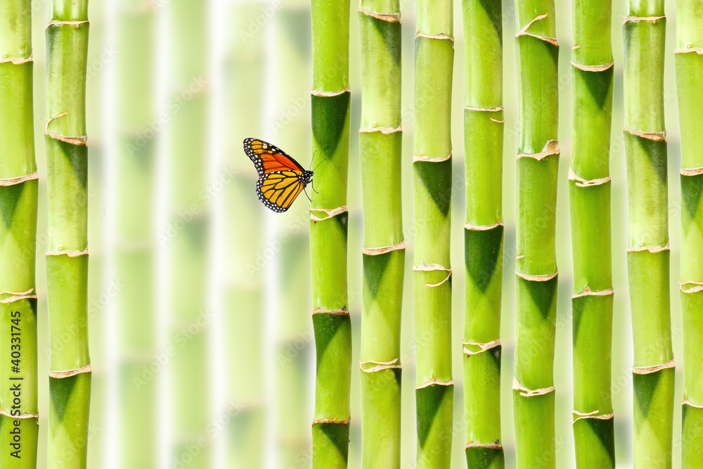 Fototapeta premium Asiatischer Bambus Hintergrund mit Schmetterling