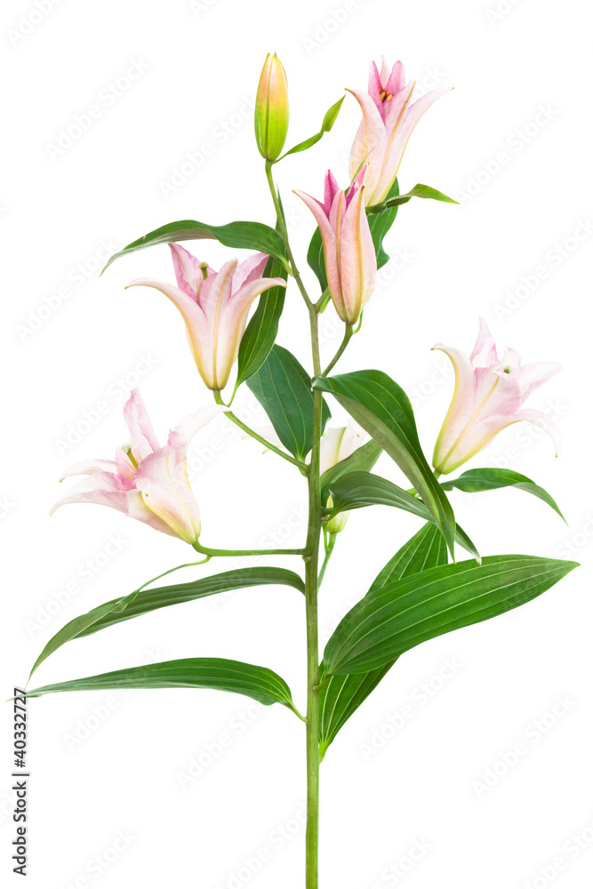 beautiful pink lily beautiful pink lily