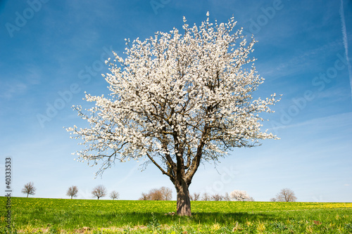 Blossoming Cherry Tree in Spring