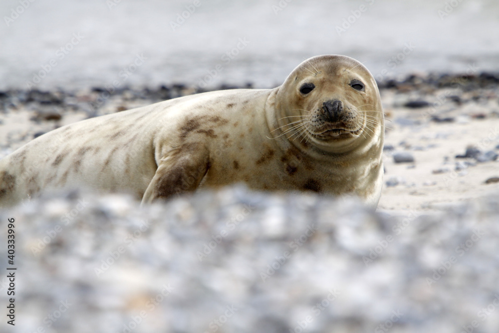 Fototapeta premium Kegelrobbe am Strand der Helgoländer Düne