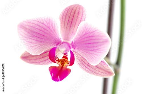 orchid  e sur fond blanc