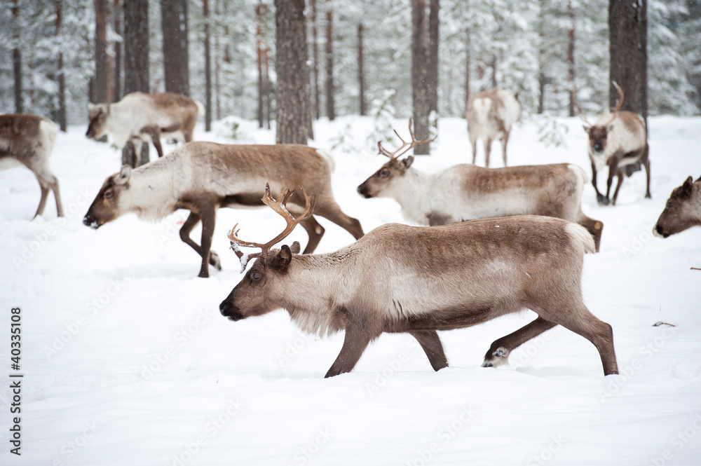 reindeer reindeer