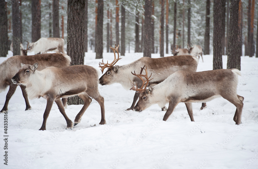reindeer reindeer