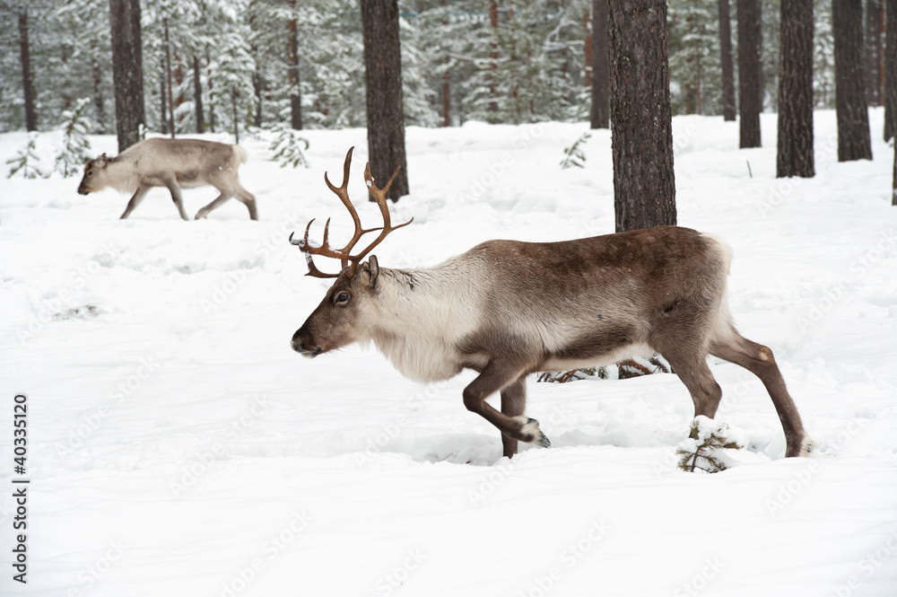 reindeer reindeer