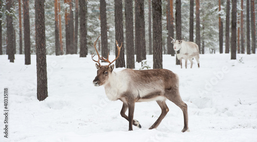 reindeer