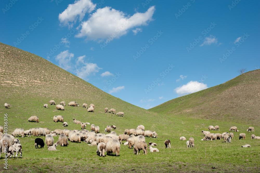 Obraz premium Herd of sheep