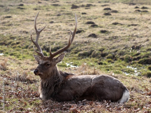 Dybowskihirsch 