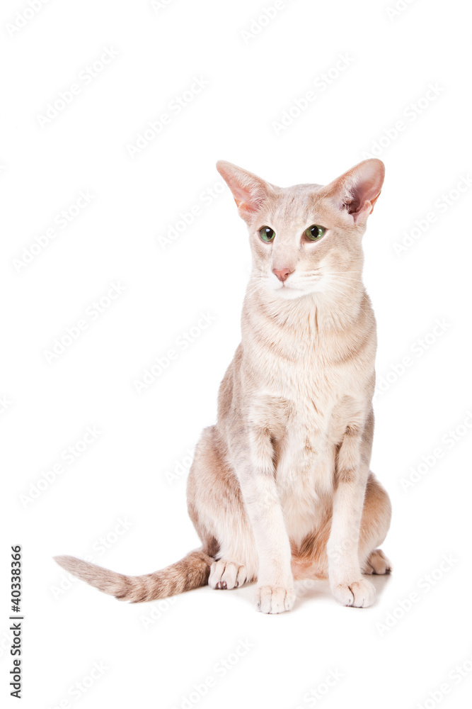oriental cat sitting on isolated  white