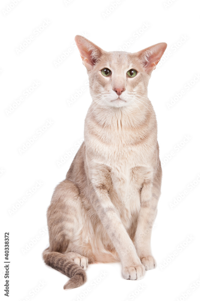 oriental cat sitting on isolated  white