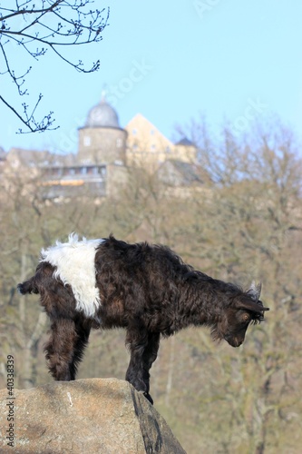 Walliser Schwarzhalszicklein  photo