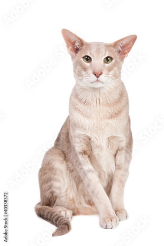 oriental cat sitting on isolated  white