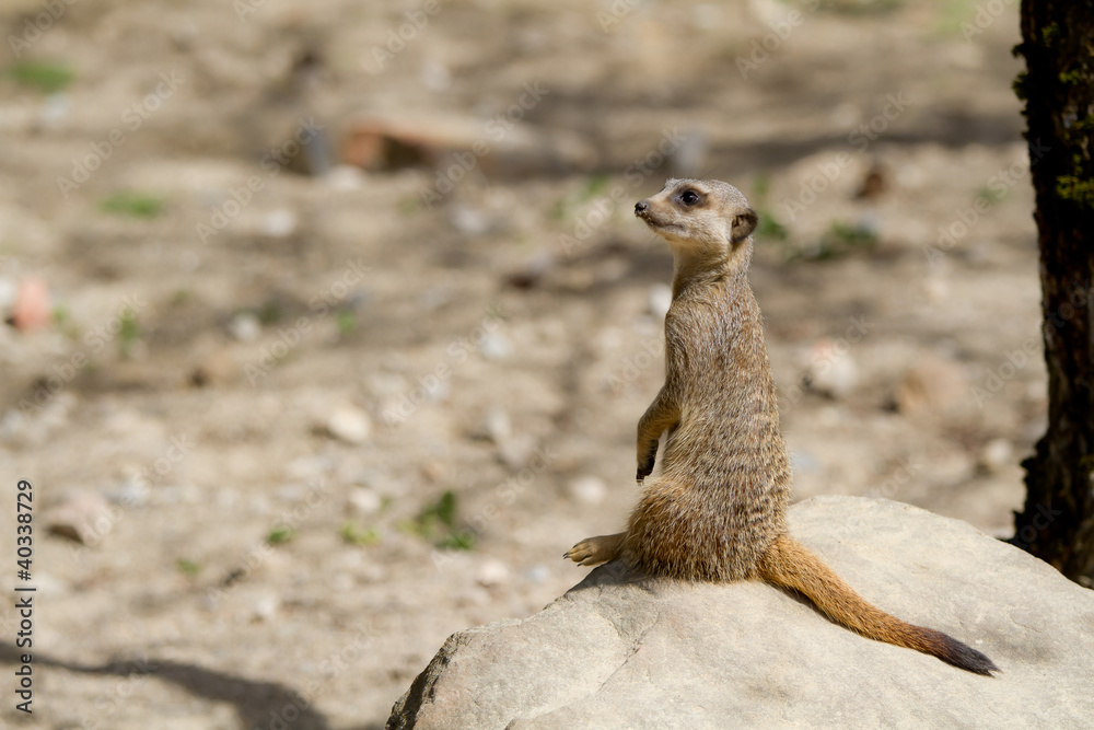 Fototapeta premium Suricate assis