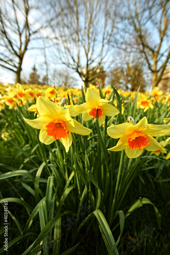 Meadow of daffodils in the park