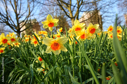 Meadow of daffodils in the park