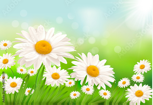 Fototapeta Naklejka Na Ścianę i Meble -  Beautiful background with grass and daisies  Vector
