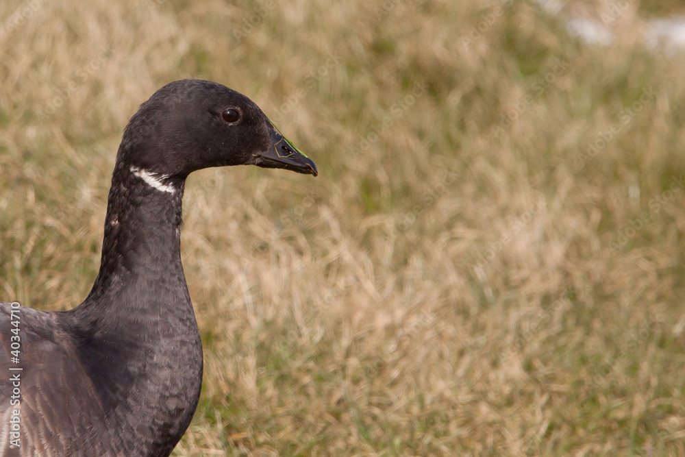 Brent goose portrait Brent goose portrait