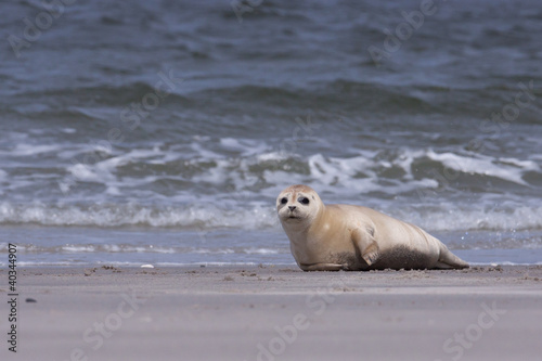 Young white common seal on the beach