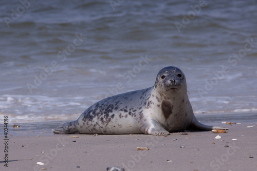 Young grey seal on the beach