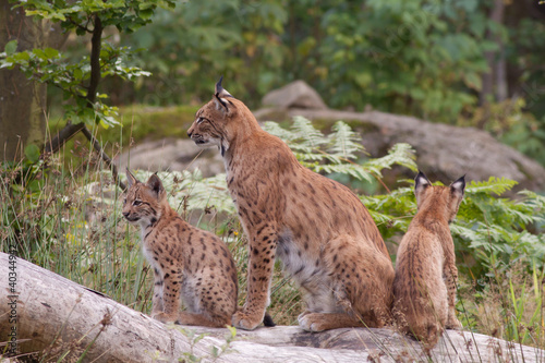 Eurasian lynx  Lynx lynx  with cubs
