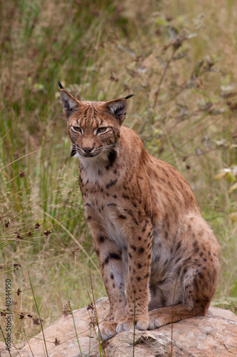 Eurasian lynx (Lynx lynx) © ijdema
