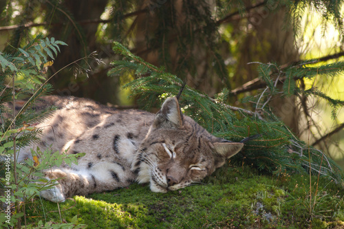 Lynx resting