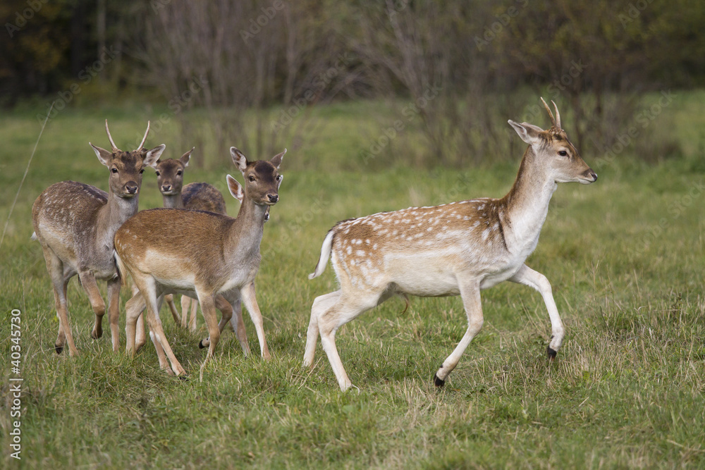 Deer flock running across the meadow Deer flock running across the meadow