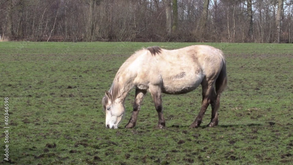 Old horse grazing in a meadow Old horse grazing in a meadow