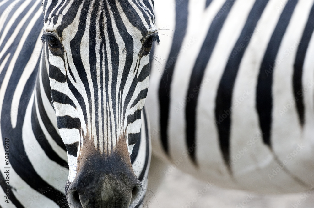 Portrait of a zebra - obrazy, fototapety, plakaty 