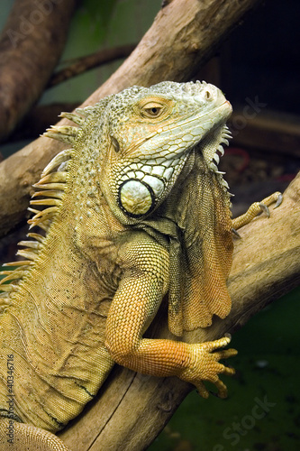 Portrait of an iguana