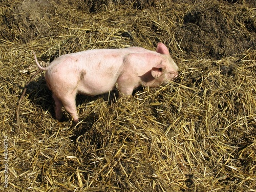 A young pig rooting in the manure