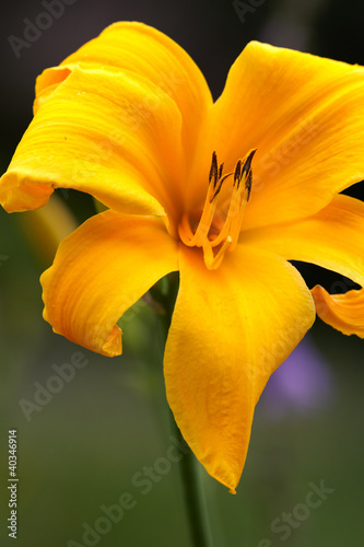 Yellow day-lily bud