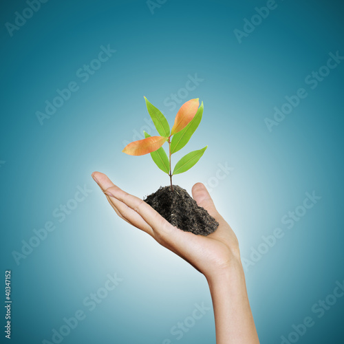 hand holding a small plant