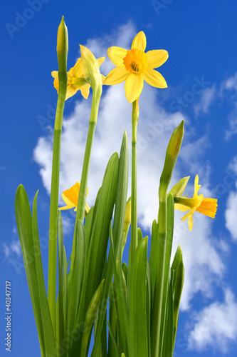 Plakat w ramie Daffodil