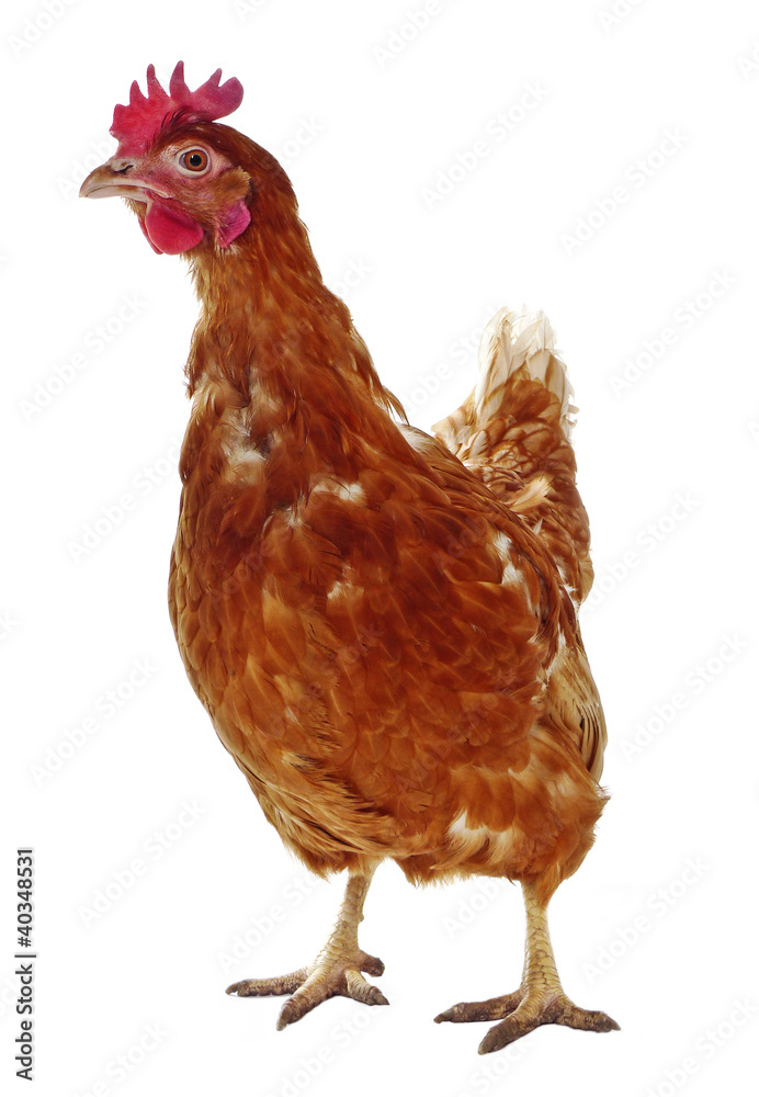 Fototapeta premium brown hen