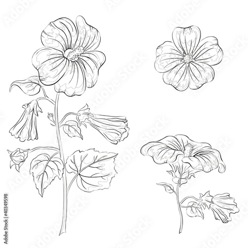 Flowers mallow, contours