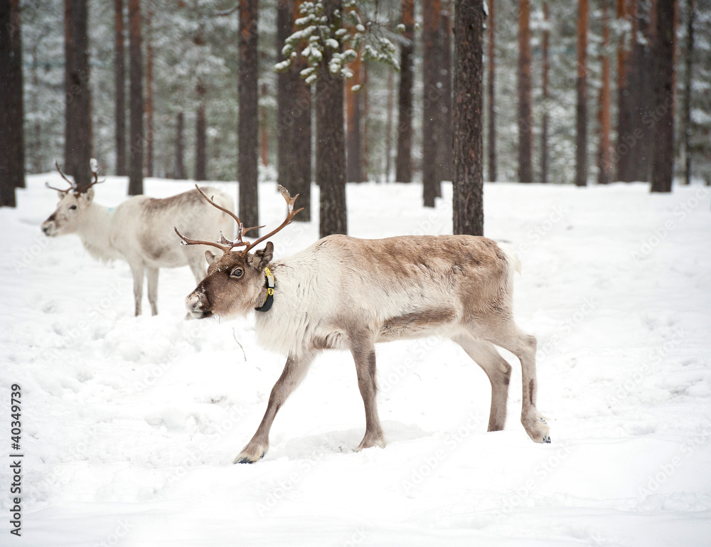 reindeer