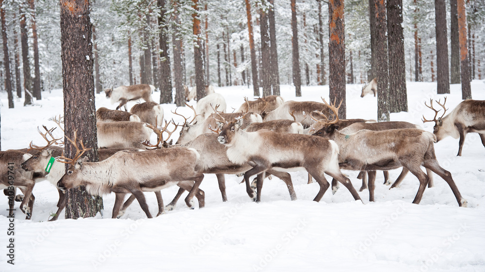 reindeer reindeer