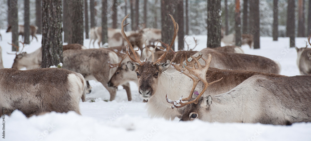 Fototapeta premium reindeer