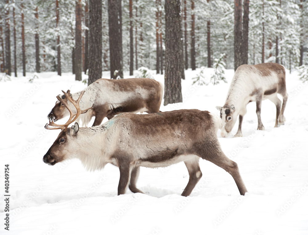 reindeer reindeer