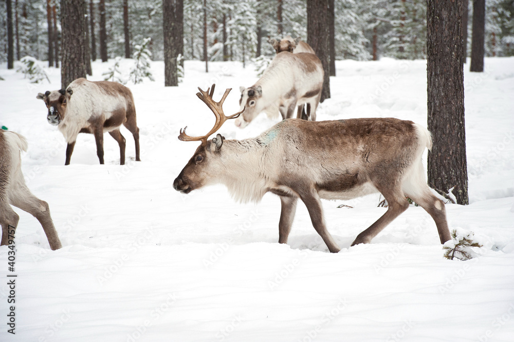 reindeer reindeer